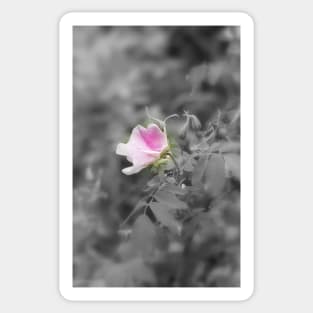 elegant old fashioned pink rose Sticker